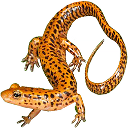 Longtail Salamander
